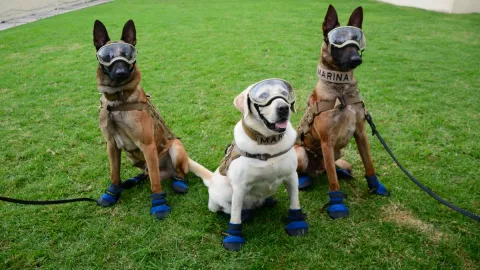 perros de rescate UNAM curso