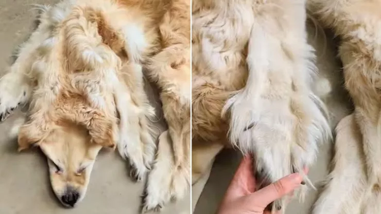 familia hace tapete que con el cuerpo de su perrito fallecido .jpg