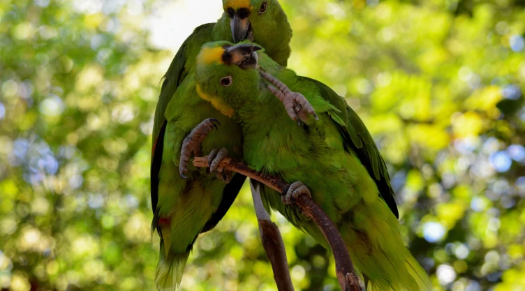 XCARET, QUINTANA ROO, 26MARZO2015.- Dentro del aviario de Xcaret donde los visitantes al parque puede conocer el habitan de más de 44 especies ya que se han reproducido con éxito en diversos especímenes como la guacamaya roja y la guacamaya verde, el loro yucateco, el loro frente roja, el loro cabeza amarilla, el pato pijiji, el tucán real, el tucán aracarí, el flamenco rosado y otros más.
FOTO: ELIZABETH RUIZ /CUARTOSCURO.COM