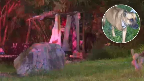 Perrita cuida el cuerpo de un hombre en situación de calle en Guadalajara