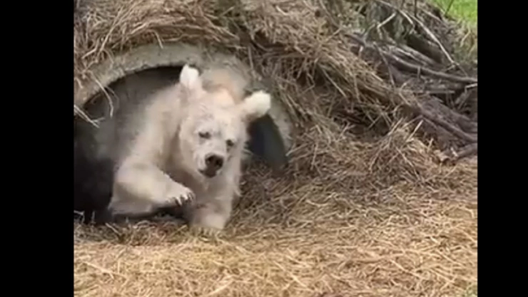 oso saliendo de su hibernación