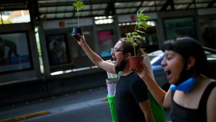 Colectivos en defensa del cannabis rodarán de la Estela de Luz al Senado en la CDMX
