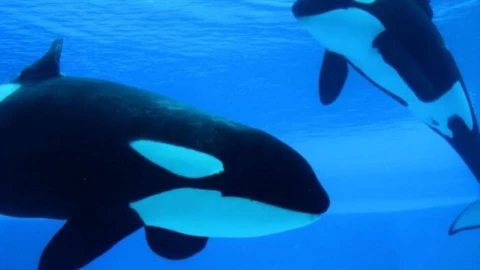 orca canada cautiverio.jpg