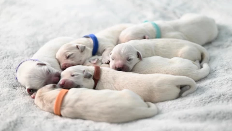 cachorritos peleas clandestinas