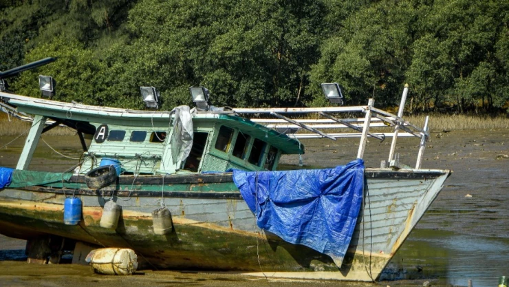 Animales acuáticos en peligro, humanos involucrados en más del 80%