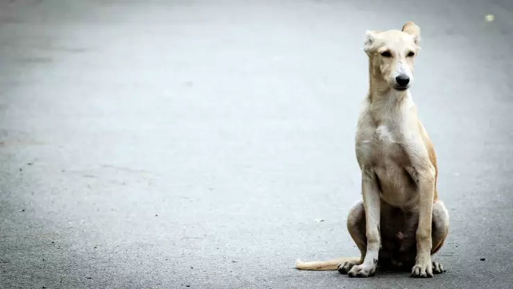 Halla a perrita abandonada dentro de sillón que compró