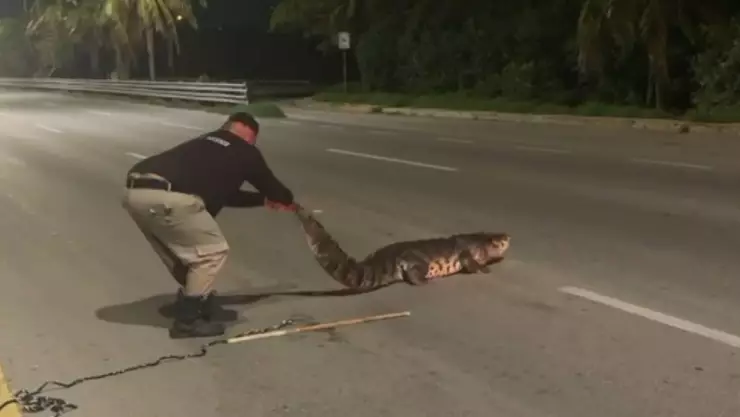 Cocodrilo estaba en medio de la carretera y fue rescatado de esta manera