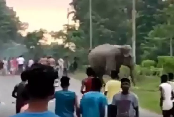 VIDEO_ Elefante aplasta a un hombre que lo molestaba al cruzar con su manada.jpg