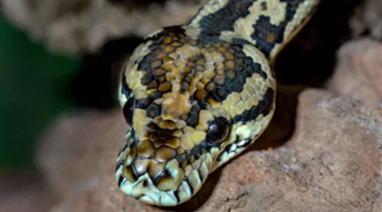 Pitón Morelia spilota