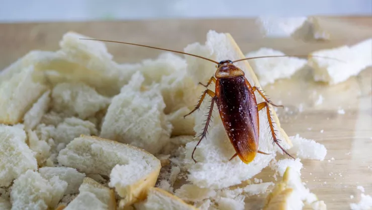 cucaracha sobre pedazos de pan