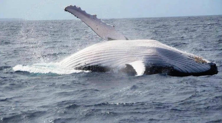 ballenas