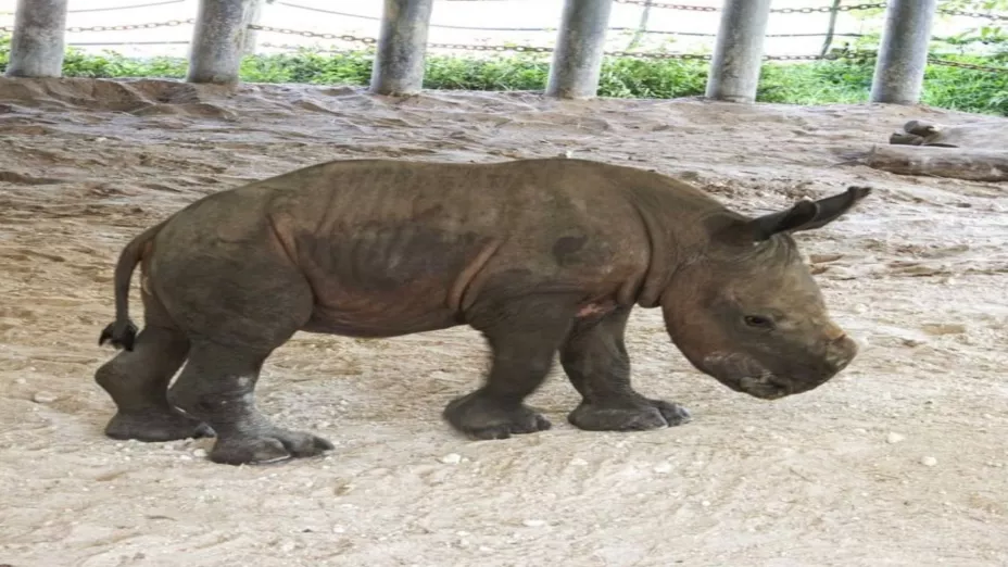 Rinoceronte bb_ZooTamp.jpeg