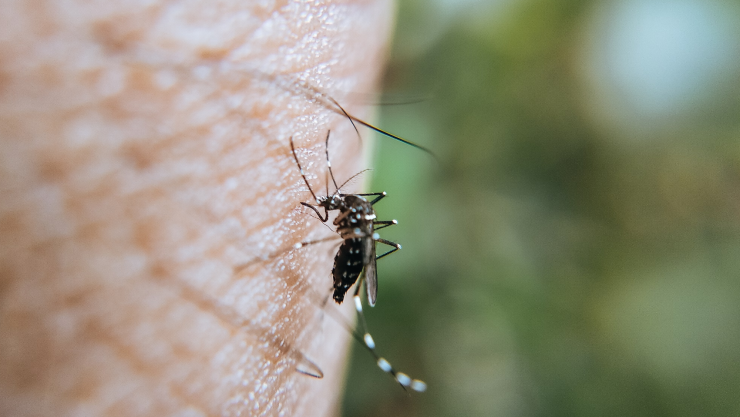 ¿Por qué los mosquitos siempre te pican a ti? El olor corporal que los atrae y cómo apagarlo con un ingrediente