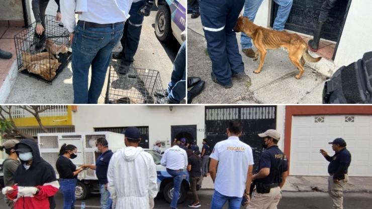 Rescatan a 32 perros y 19 gatos de maltrato animal en Michoacan_.jpg