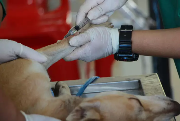 Diputados avalan veterinarias públicas y esterilización gratuita