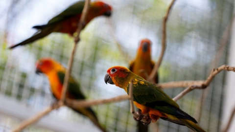 cafeteria tailandia aves