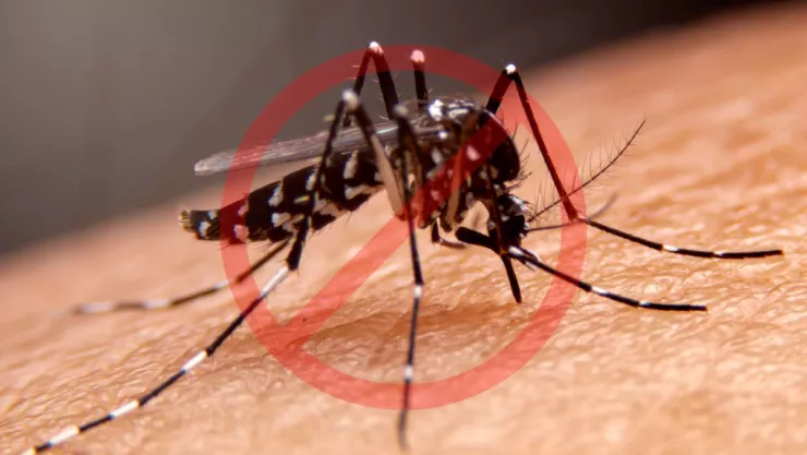 ¿Cómo eliminar mosquitos en tu hogar con un ingrediente natural?