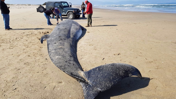 Ballena varada