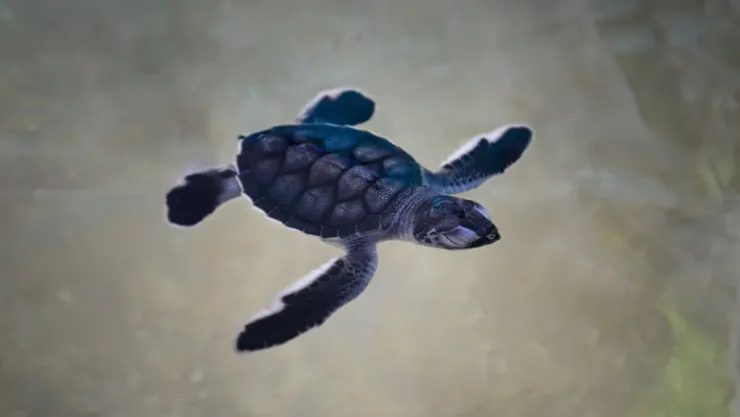 Tortugas golfinas