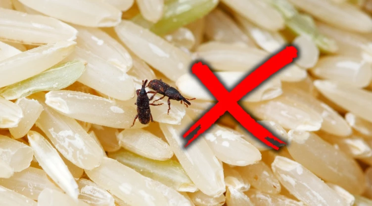 /estilo-de-vida/eliminar-gorgojos-casa-ingrediente-cocina-laurel