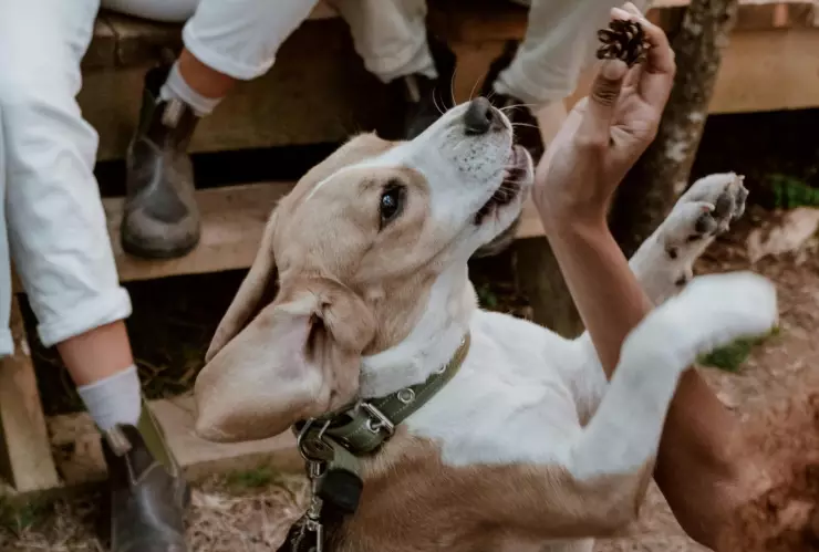 ¿Cómo son las razas de perro más desobedientes, según la ciencia?