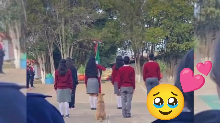 ¡Hermoso! Por esta RAZÓN una escuela primaria adopta al perrito que conquistó las redes
