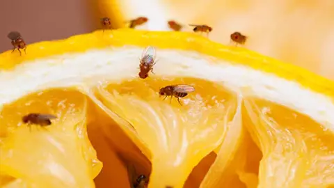 ¡Olvídate de las moscas de la fruta! Estos remedios caseros te ayudarán a eliminarlos por completo.jpg