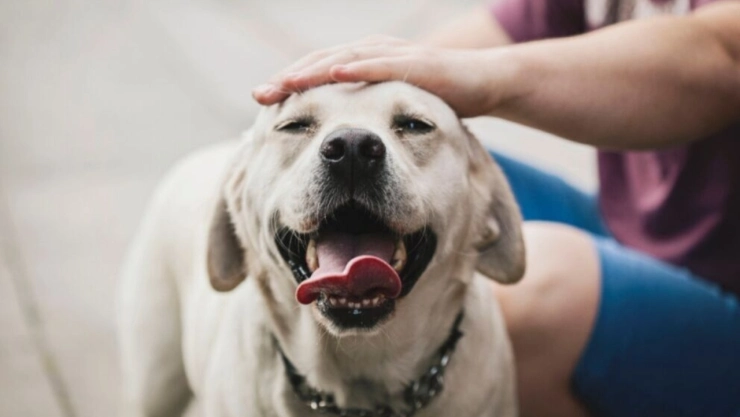 ¿Cómo saber si mi perro está sano y feliz? Aquí te contamos
