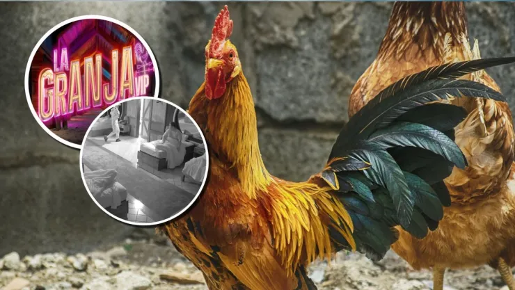 El gallo cantor, uno de los sonidos más virales de La Granja VIP.
