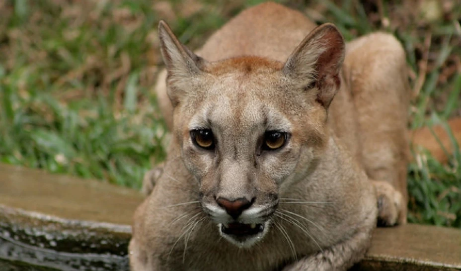 Un grupo de jóvenes de Michoacán presumieron la caza de un puma en redes sociales