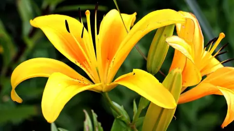 ¿Que significa regalar flores amarillas en marzo