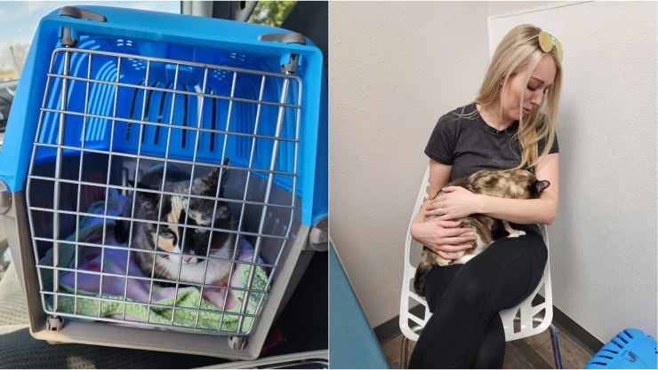 ¿Cómo fue que un gato viajó de Utah a California?