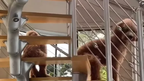 Perro sentado como humano