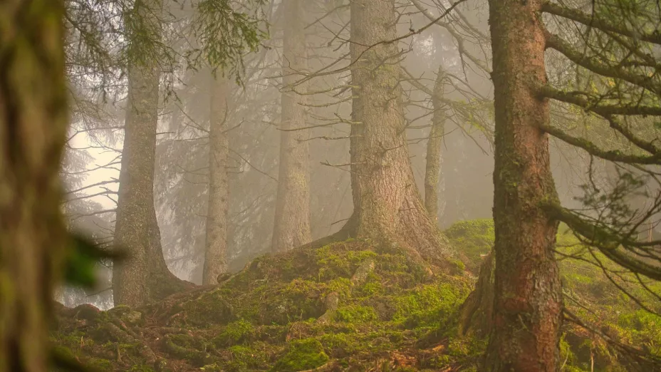 Incendios devastaron La Primavera Estas son las hectáreas del bosque que el fuego consumió en 2025