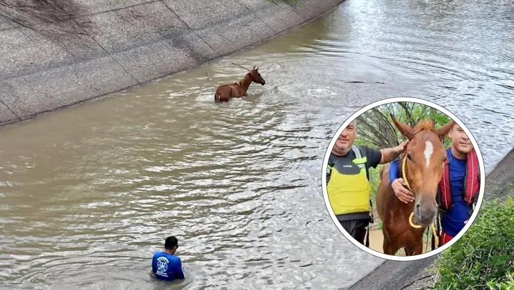 Rescatan a un potrillo que cayó a un canal en Costa Rica, Culiacán