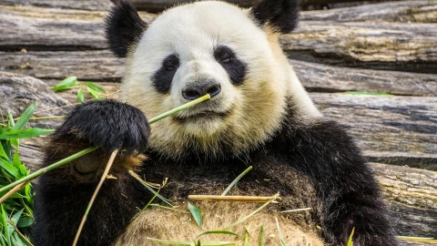 Osos pandas salen de la lista de animales en peligro de extinción