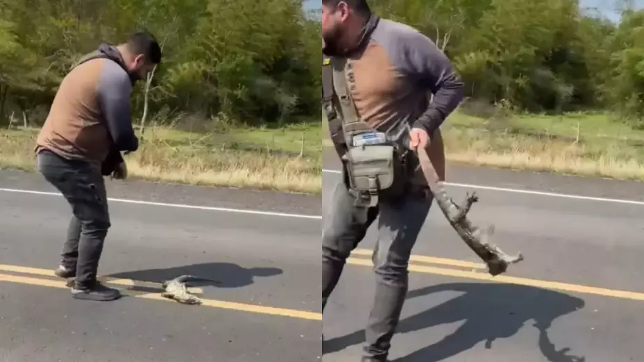 Atropellan a hombre al intentar rescatar a un lagarto en Paraguay