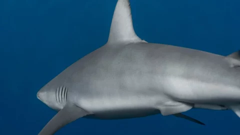 Aleta de un tiburón