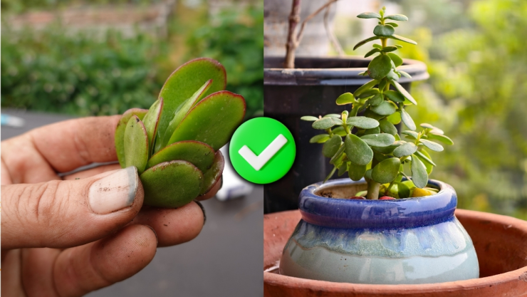 /estilo-de-vida/pellizcar-hojas-arbol-de-jade-para-que-sirve
