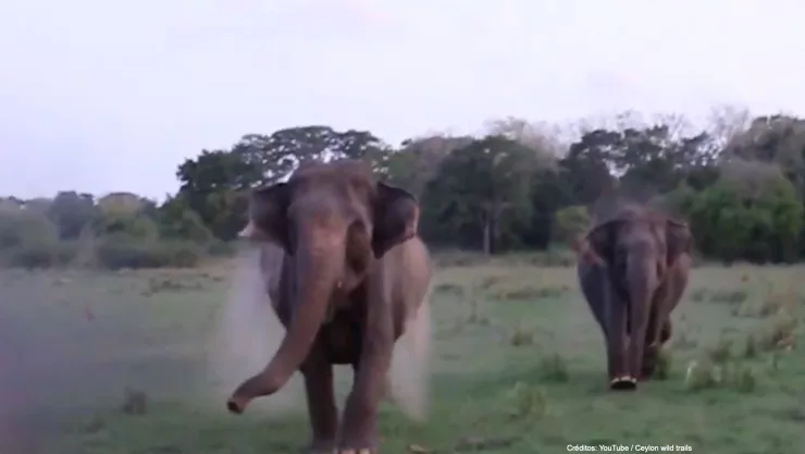 elefantes atacan turistas .jpg