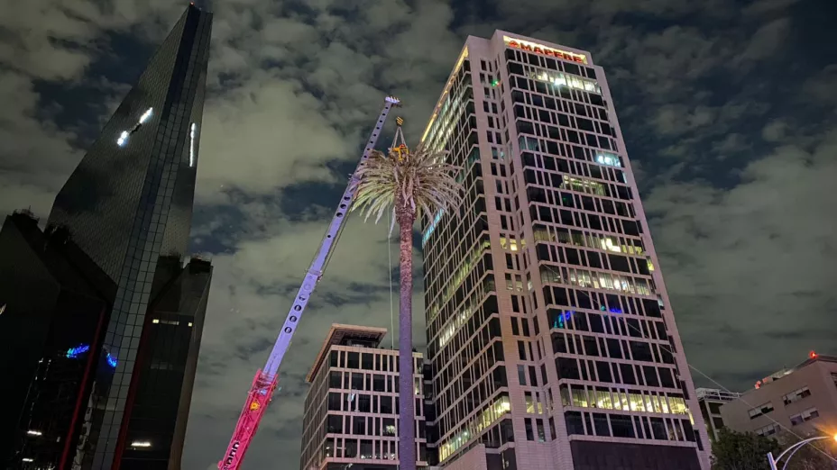 Supervisa autoridades capitalinas retiro de la palma en avenida Paseo de la Reforma_sedema.jpg