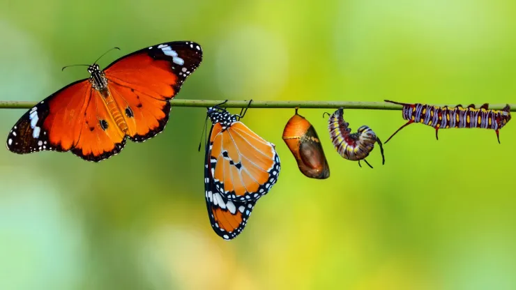 Transformación mariposa