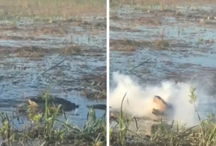 El cocodrilo realizó un espectacular salto para poder capturar el dron que lo grababa para masticarlo y destrozarlo.