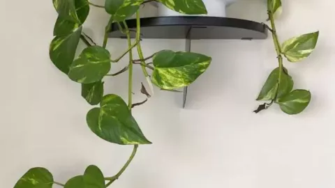 Plantas de interior colgantes