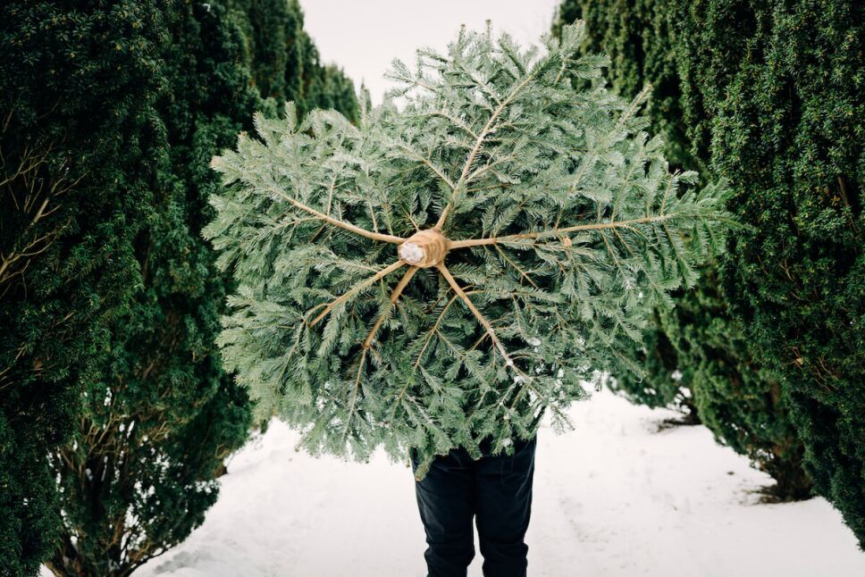 donde cortar tu propio árbol de navidad real