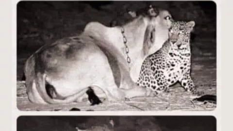 ¡Amor, amor, amor! Leopardo visita a una vaca todas las noches y no la ataca