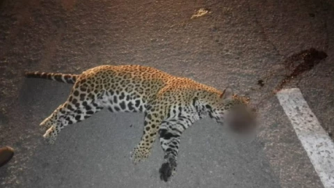 JAGUAR ATROPELLADO CANCÚN.jpg