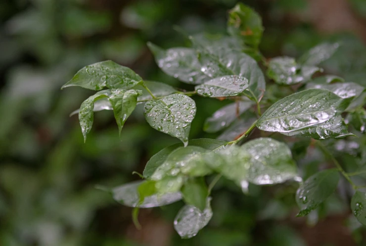 Clima en Querétaro hoy 9 de agosto