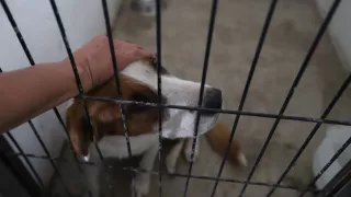 Hombre libra la cárcel en caso de crueldad animal y compra 225 kg de croquetas