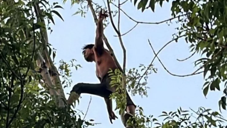 Sujeto sube a lo alto de un árbol y amenaza con lanzarse al vacío en Tepito